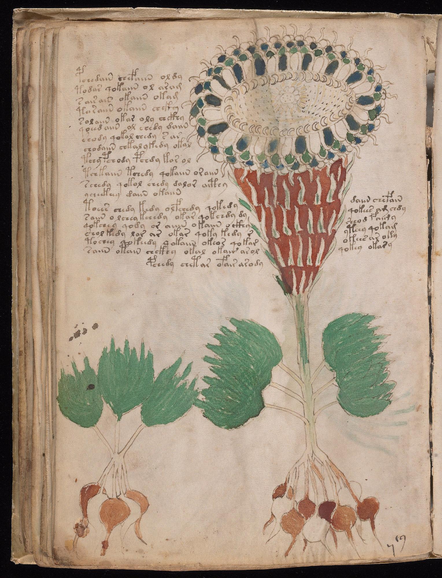 Voynich Manuscript folio f40v — Beinecke MS 408